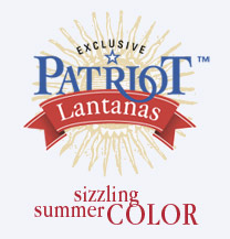 Exclusive Patriot Lantanas - Sizzling Summer Color